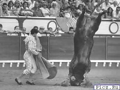 Позитивные животные