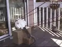 Белкопульта