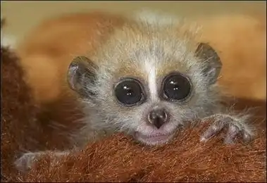 Лучшие фото флоры и фауны (161 фото)