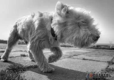 смешые сцобаки и всякие твари :)