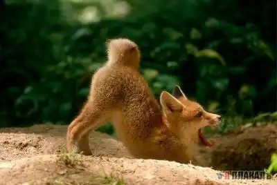 смешые сцобаки и всякие твари :)