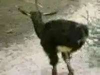 Двуногий козел