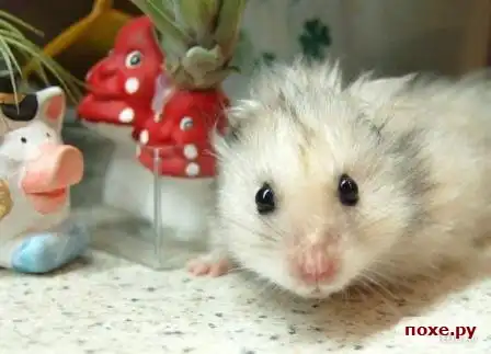 Хомячки!