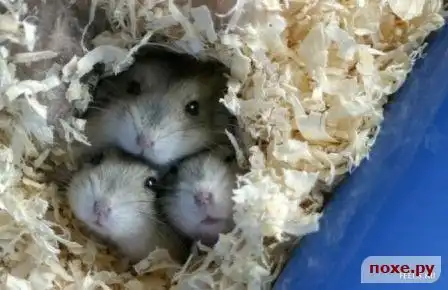 Хомячки!