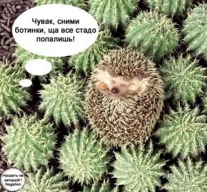 Приколы с ненормативкой