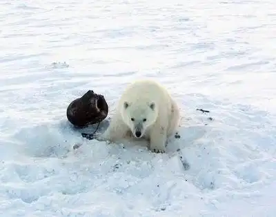 Как спасали из капкана белого медвежонка