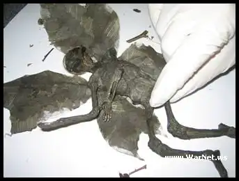 Наши забугорные друзья обнаружили НЛО. (8 фото)