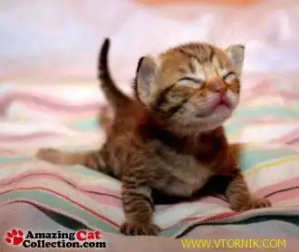 Растем и развиваемся. Тренируемся на кошках