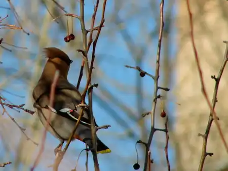 Свирестели