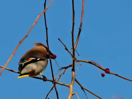 Свирестели