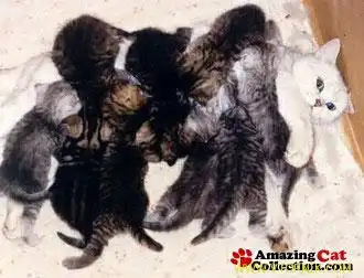 Кормим маленьких. Тренируемся на кошках.