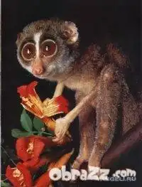 Миленькие Лемурчики