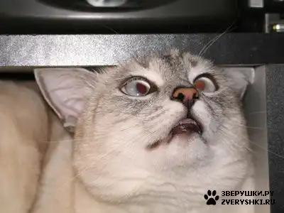 кошак ) (9 фото)