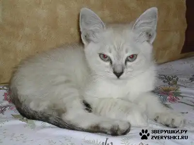 кошак ) (9 фото)