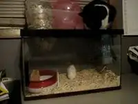 Мыши достают кошку