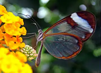 Glasswing - бабочка с прозрачными крыльями