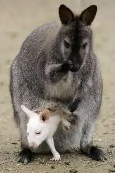Кенгуру и его мама