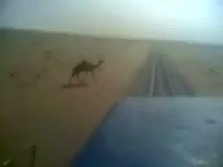Верблюды самоубийцы :(