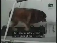 Собачки решили заняться бегом