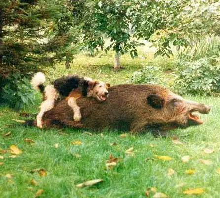 Милые собачки