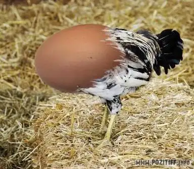 Весёлые картинки.