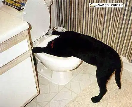 Прикольные кошаки