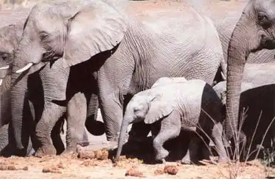 Национальный парк Свазиленда