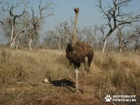 Национальный парк Свазиленда