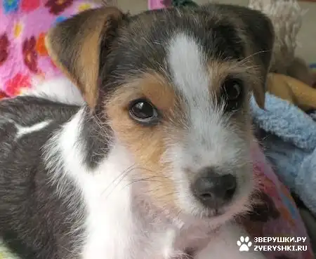 Рассел - красивый терьерчик