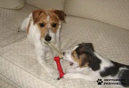 Рассел - красивый терьерчик