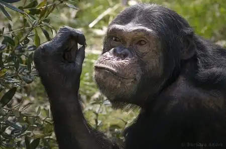 Симпатичные приматы