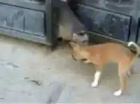 Обезьяна не пускает домой собаку