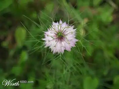 The fragile and delicate