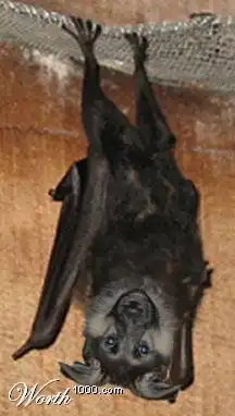 Чудеса маскировки