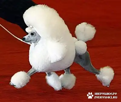 Лучшая собака в мире