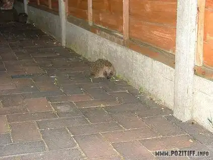 Ёжик, сука колючий!