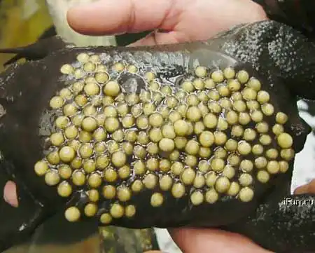 Редкостные ФУБЛИ