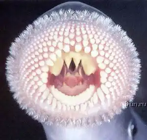 Редкостные ФУБЛИ