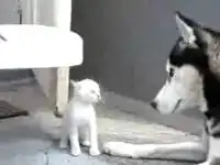 Котенок докопался до собаки