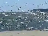 Чайки и рыбный концентрат