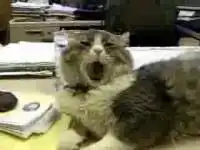 Кот - оперный певец