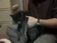 Демонические коты