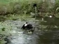 Собака и утка