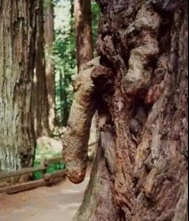 Шалости природы