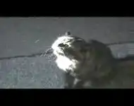 Кошка боится игрушку