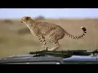 Леопард гадит на крыше