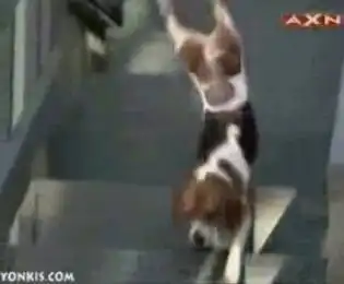 Собачка ходит на передних лапах