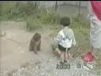 Обезьяны отжигают