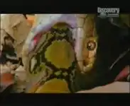 Питон против кобры