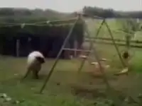Сумасшедшая овца